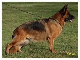 Enny di Casa Schwarz